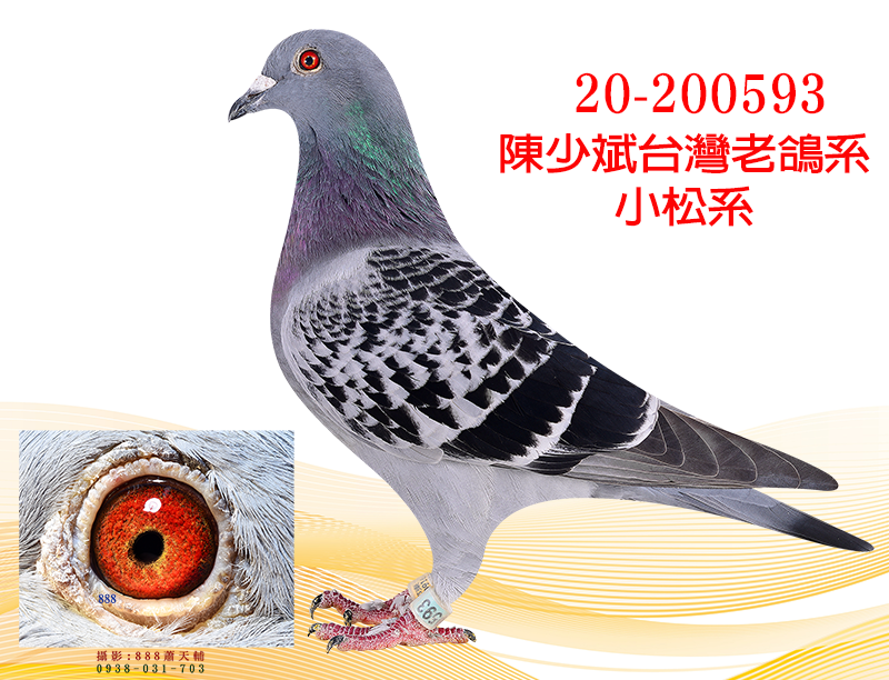【定價鴿】傳承百年老鴿系陳敏生、陳少斌父子(速洽LINE或客服專線)