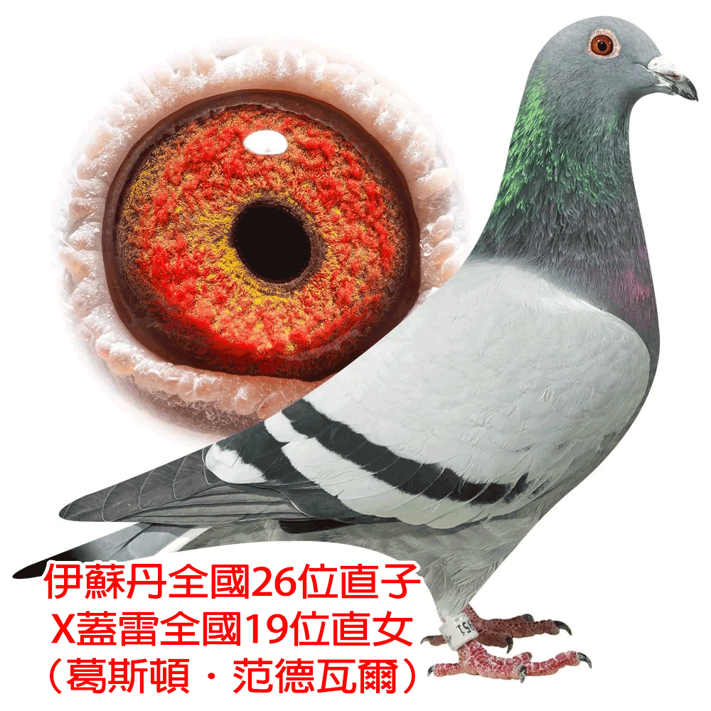 【定價鴿】比利時基因庫－實戰記錄家族：維貝克.巴特Verbeek Bart《鴿在歐洲，得標者須支付每羽國際運費$9500元》(速洽LINE或客服專線)