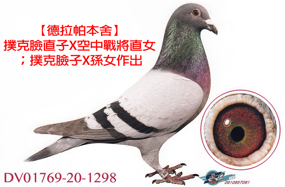 【定價鴿】德拉帕原舍《鴿在台灣，免收國際運費》(速洽LINE或客服專線)