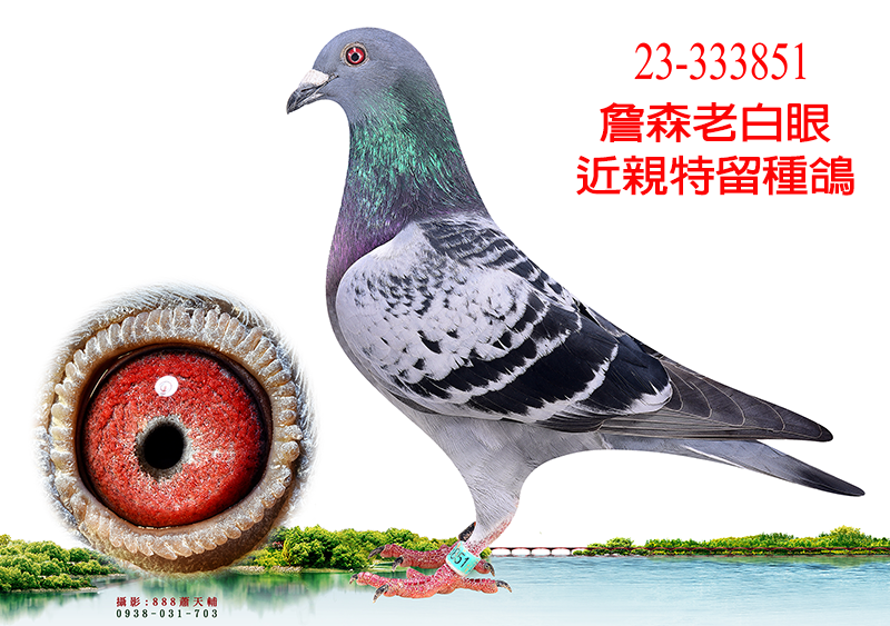 【定價鴿】詹森老白眼近親家族(速洽LINE或客服專線)