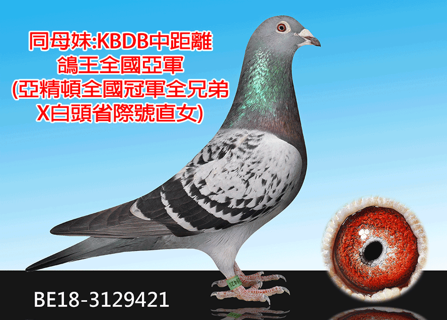 【定價鴿】白羽歐元號家族&龐德007家族等《鴿在台灣，免國際運費》(速洽LINE或客服專線)