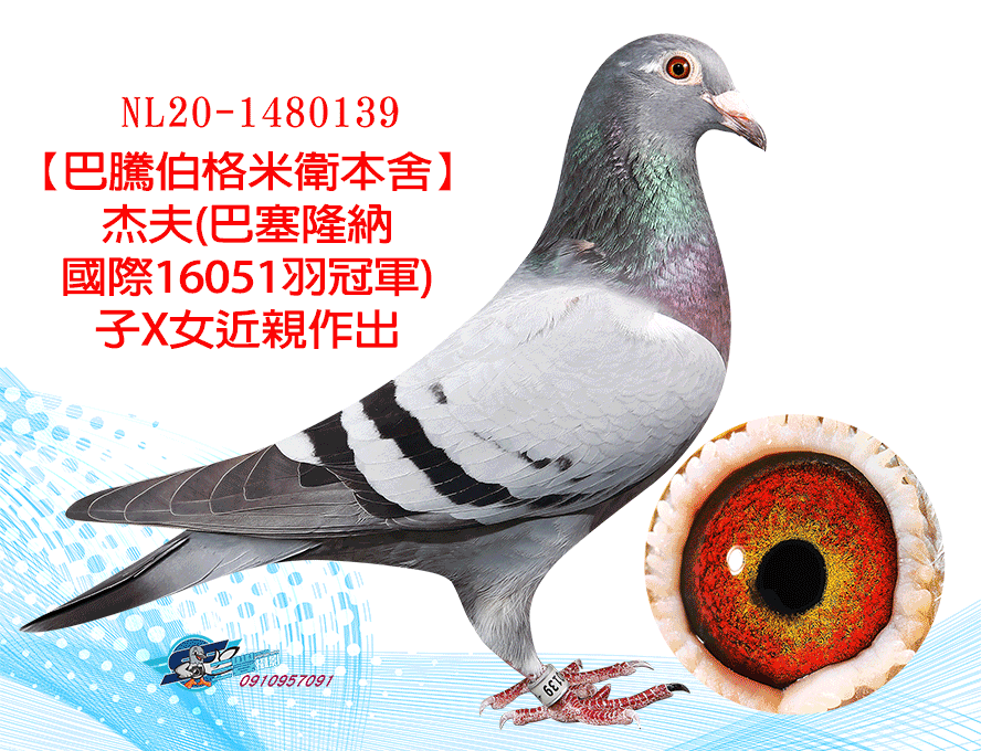 【定價鴿】歐洲實戰名鴿《鴿在台灣，免國際運費》(速洽LINE或客服專線)