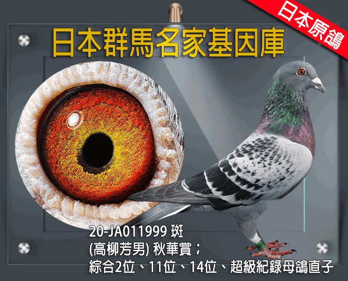 【定價鴿】日本群馬名家基因庫《鴿在台灣，免國際運費》(速洽LINE或客服專線)