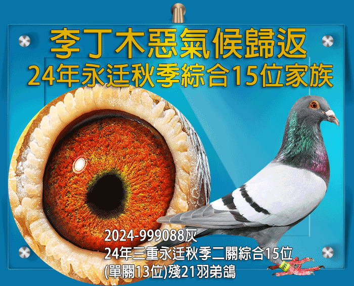 【定價鴿】李丁木 24年三重永迋秋季3056羽二關綜合15位(殘21羽)家族 (速洽LINE或客服專線)