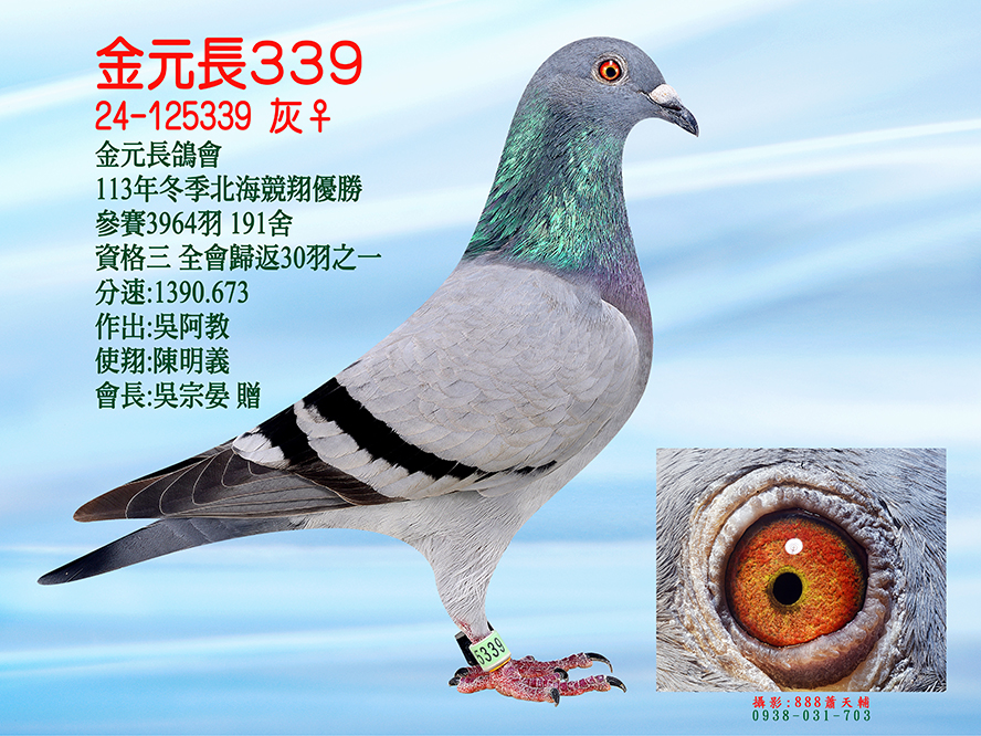 【定價鴿】吳阿教 實戰入賞鴿家族 (速洽LINE或客服專線)