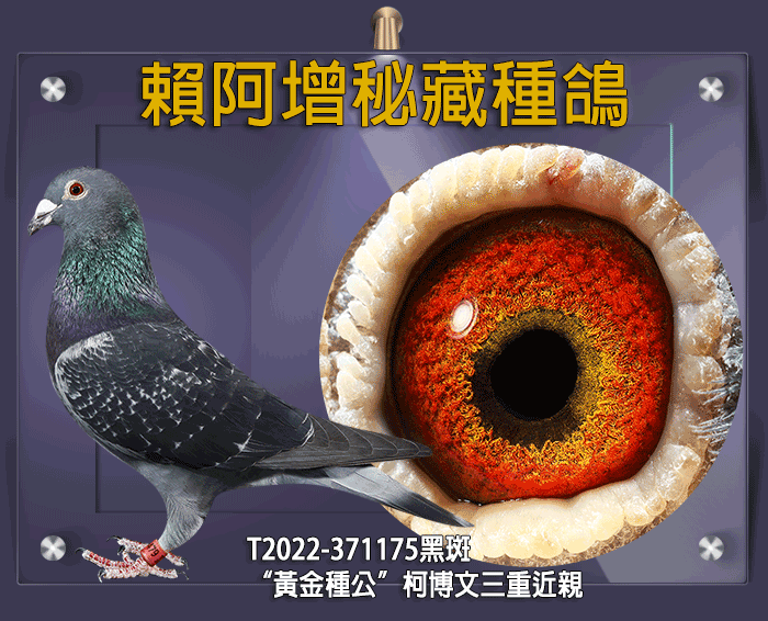 【定價鴿】三五鴿舍．賴阿增密藏種鴿(速洽LINE或客服專線)