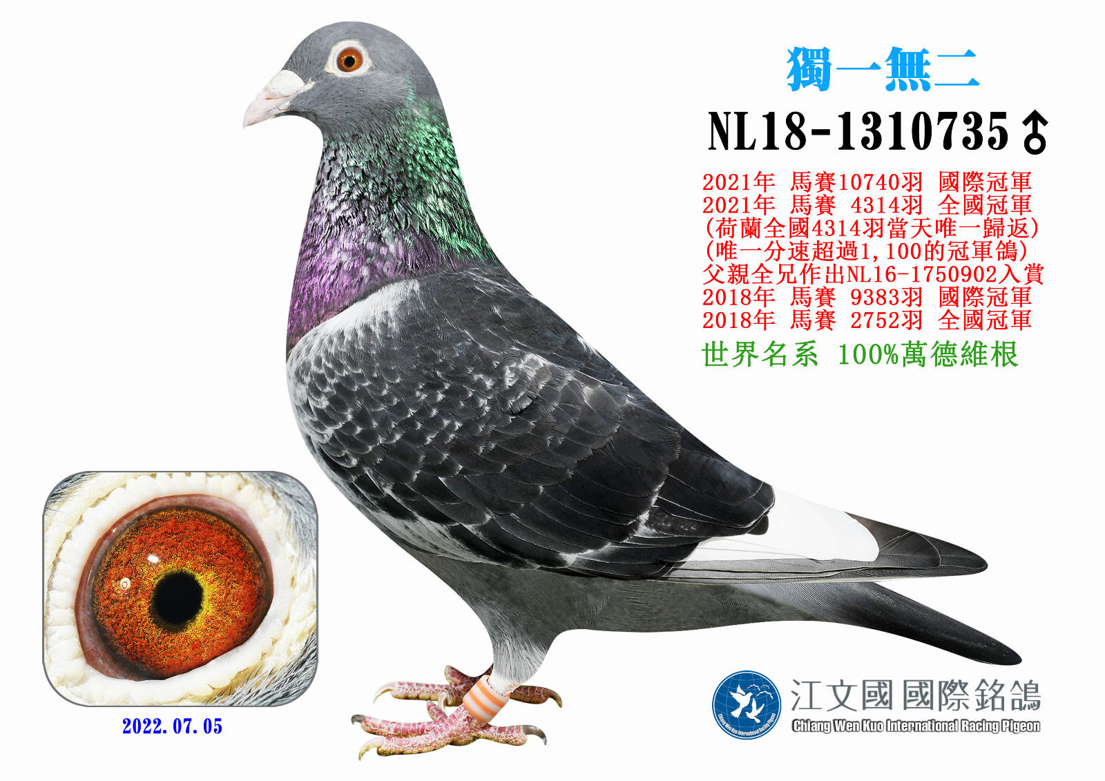 20250513【定價鴿】江文國－2021年馬賽國際總冠軍“獨一無二”家族《鴿在台灣，免國際運費！》(速洽LINE或客服專線)