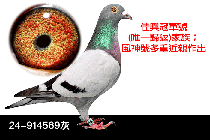 20251008【定價鴿】喬治育種中心(速洽LINE或客服專線)