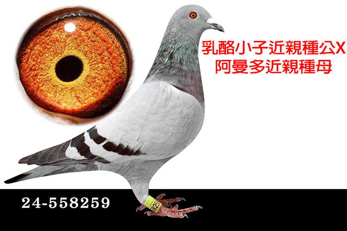 20251029【定價鴿】喬治育種中心買一送一(速洽LINE或客服專線)