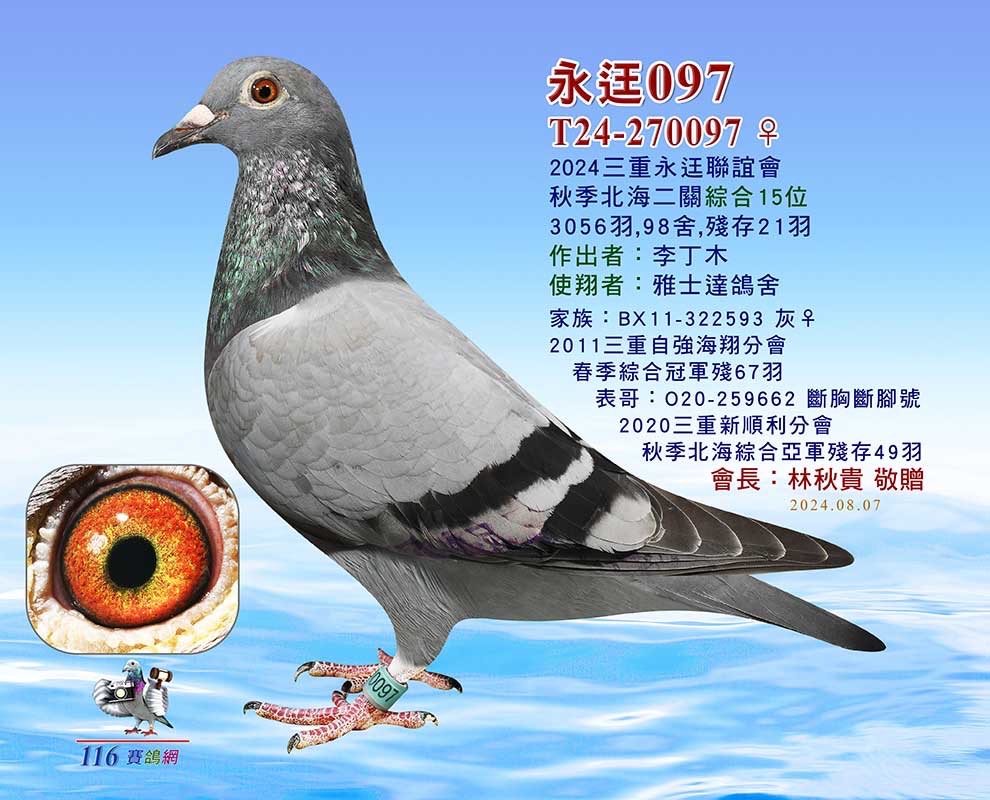 20251203【定價鴿】雅士達鴿舍．李丁木(速洽LINE或客服專線)