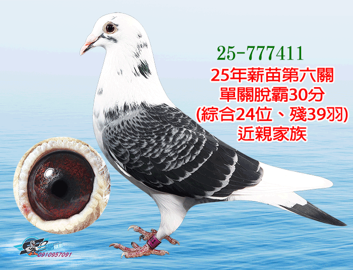 20260408【定價鴿】麵包家族．陳家駒(速洽LINE或客服專線)