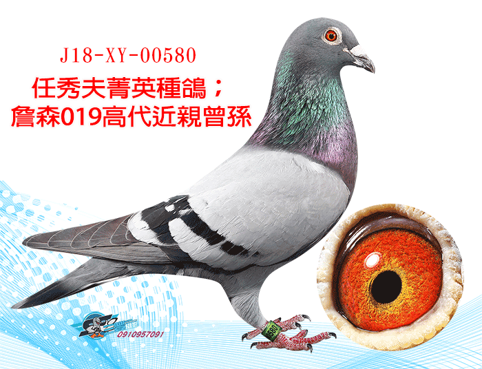 20260507【定價鴿】秘藏日本任秀夫本舍－詹森019多重近親買一送一〔鴿在台灣，免國際運費！〕(速洽LINE或客服專線)