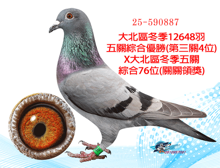 20260624【定價鴿】三五鴿舍．賴阿增在來系密藏種鴿(速洽LINE或客服專線)