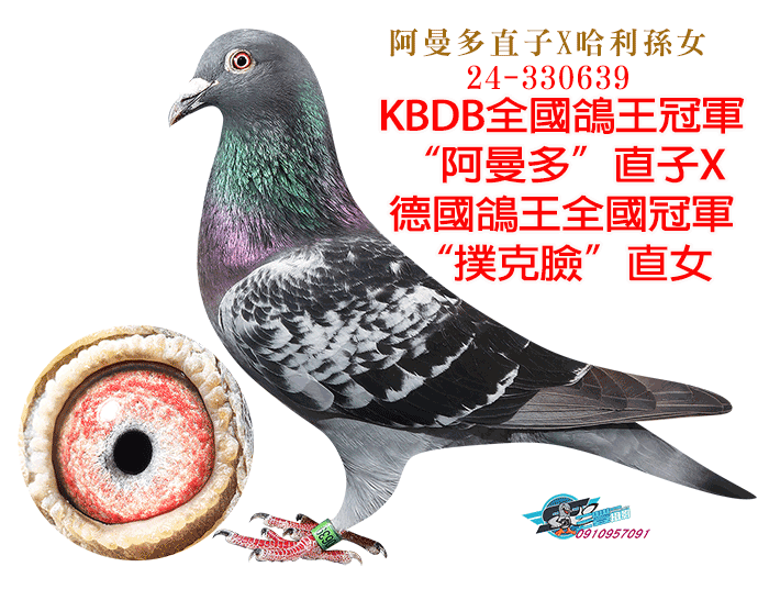 20260707【定價鴿】謝同寶 哈利 / 新榮耀 / 小碧玉 / 天價阿曼多(速洽LINE或客服專線)