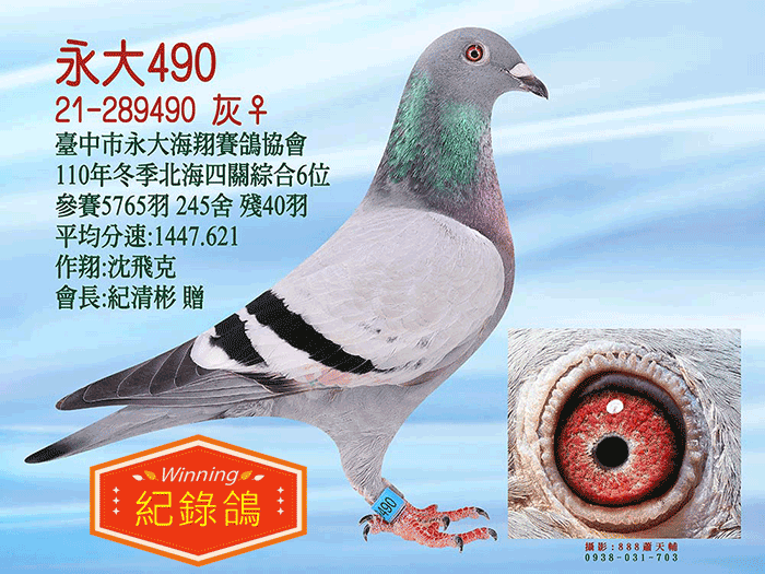 20260820【定價鴿】入賞鴿原配對精選(速洽LINE或客服專線)