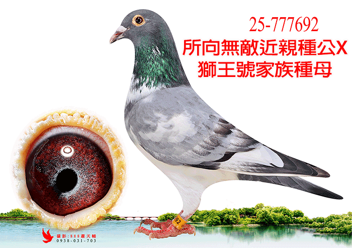 20260302【定價鴿】豪邁國際育種中心－所向無敵/哈利/蓋比家族(速洽LINE或客服專線)