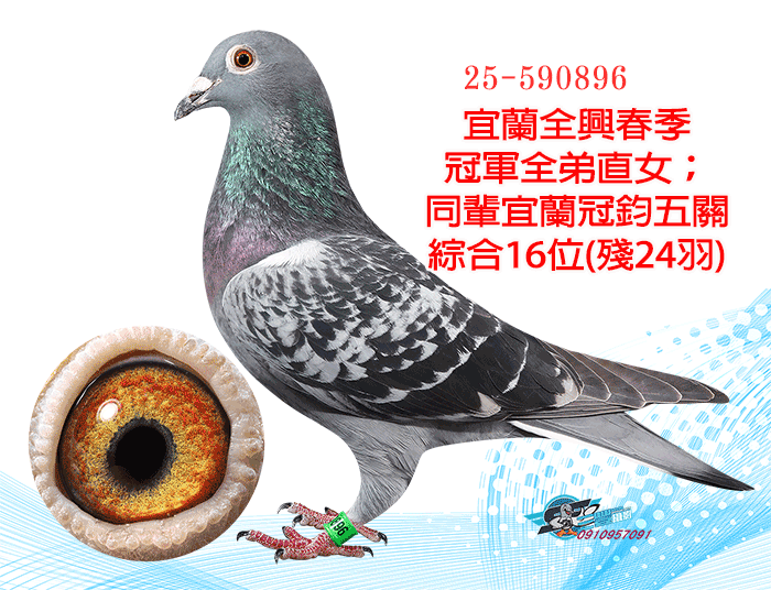20260624【定價鴿】三五鴿舍．賴阿增在來系密藏種鴿(速洽LINE或客服專線)